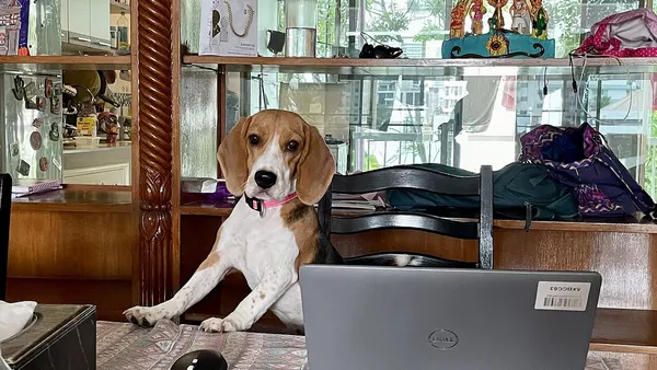 Beagle puppy next to a laptop
