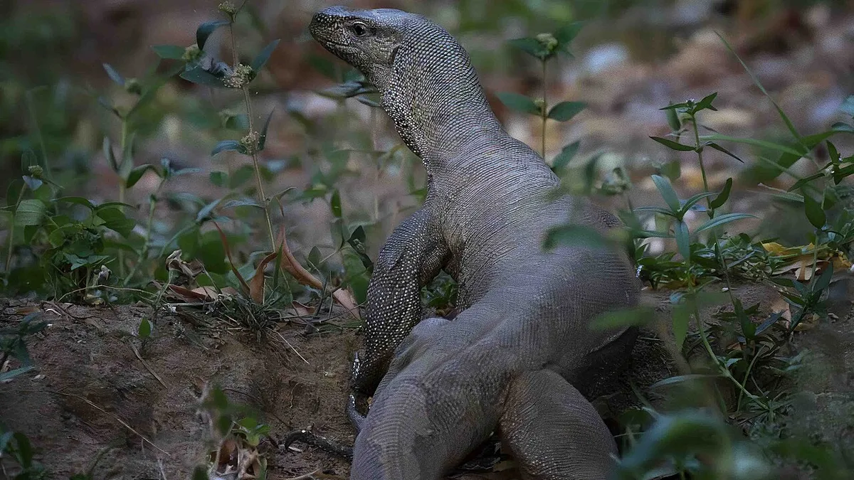 Monitor Lizard - 53213410392