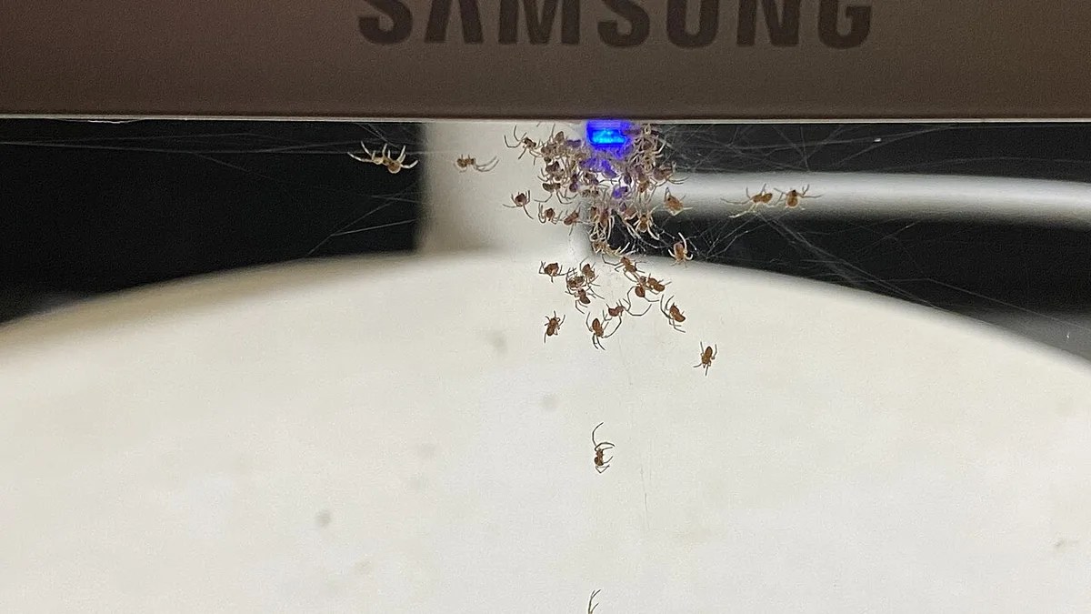 Baby Spiders on Monitor
