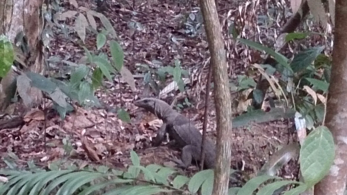 Monitor lizard