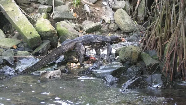 Water monitor (7567743892)