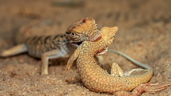 Desert Monitor Eating Lizard Aliyah reserve Kuwait